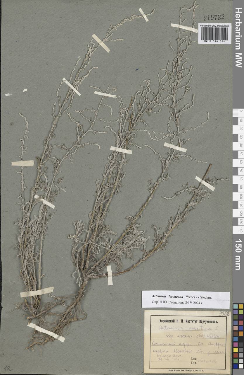 Artemisia lercheana Weber ex Stechm., Eastern Europe, South Ukrainian region (E12) (Ukraine)