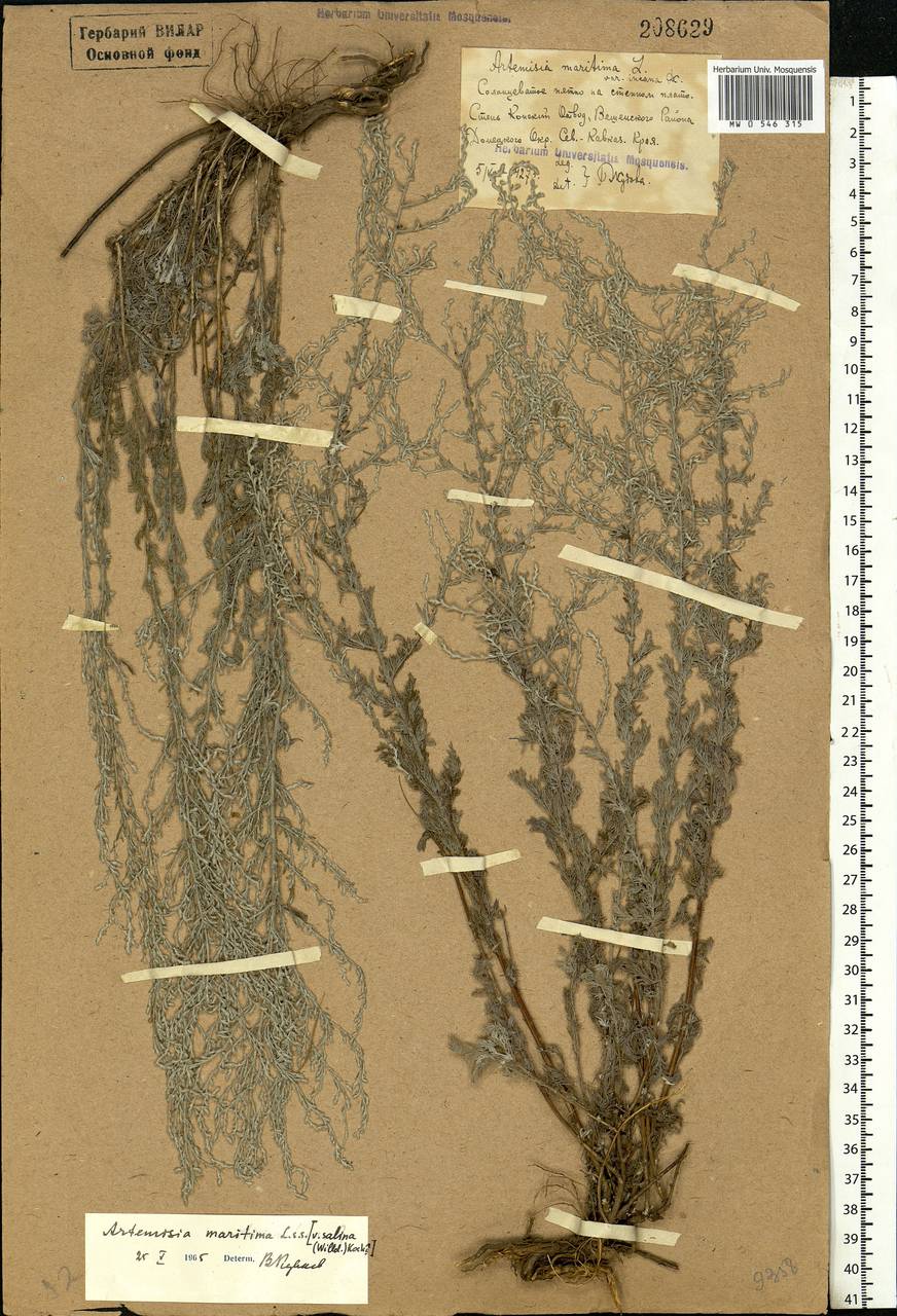 Artemisia maritima L., Eastern Europe, Rostov Oblast (E12a) (Russia)