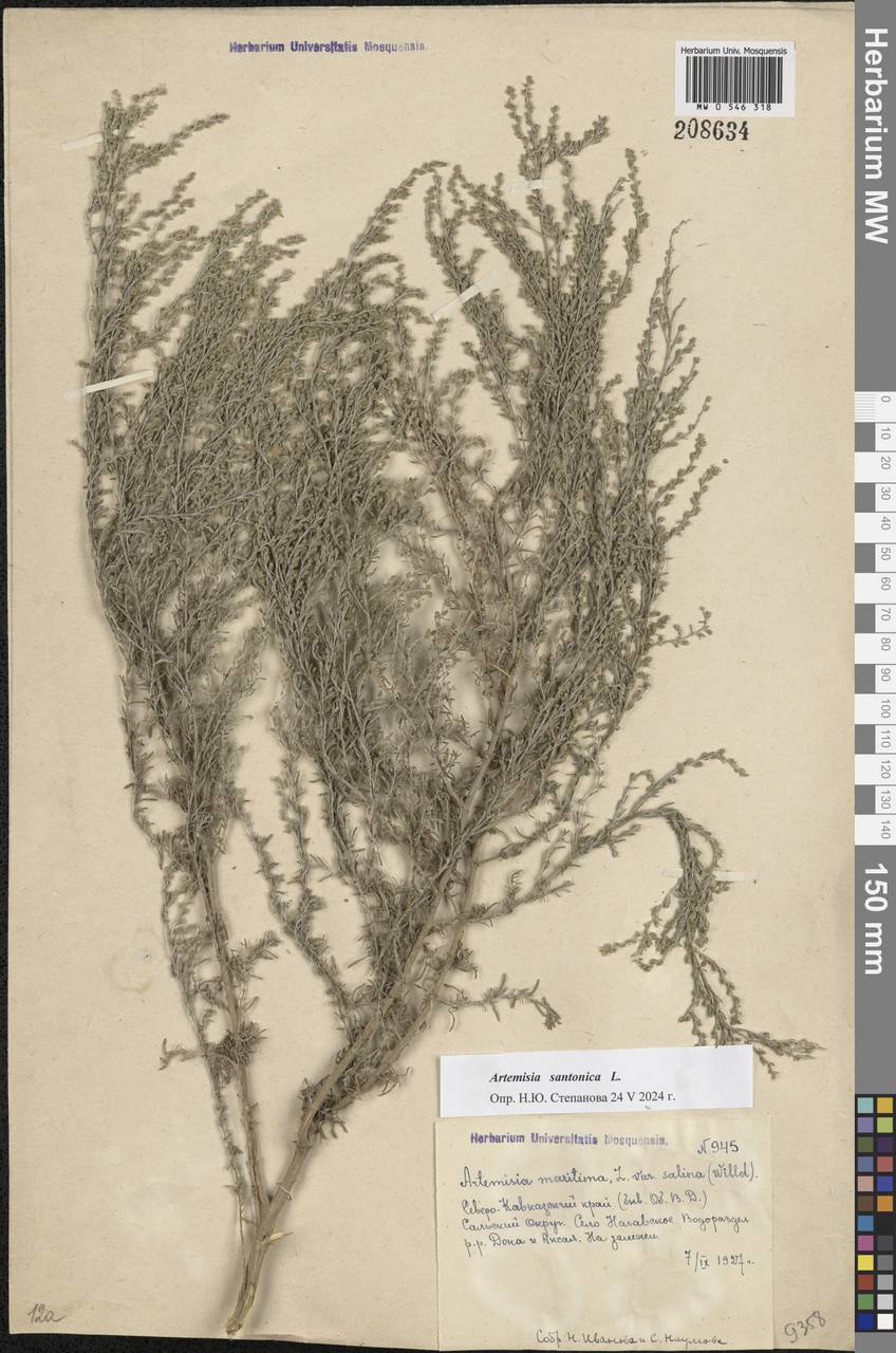 Artemisia caerulescens subsp. caerulescens, Eastern Europe, Lower Volga region (E9) (Russia)