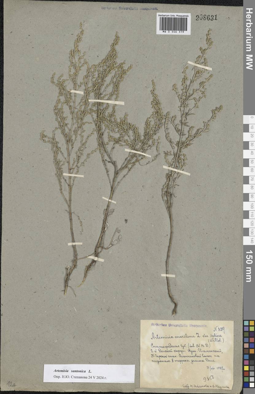 Artemisia caerulescens subsp. caerulescens, Eastern Europe, Lower Volga region (E9) (Russia)