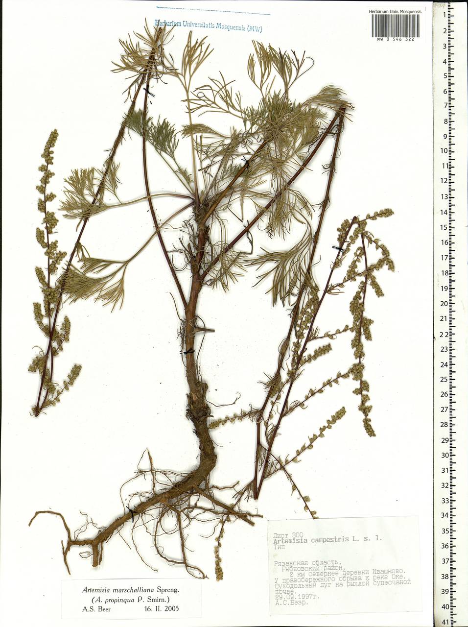 Artemisia marschalliana Spreng., Eastern Europe, Central region (E4) (Russia)