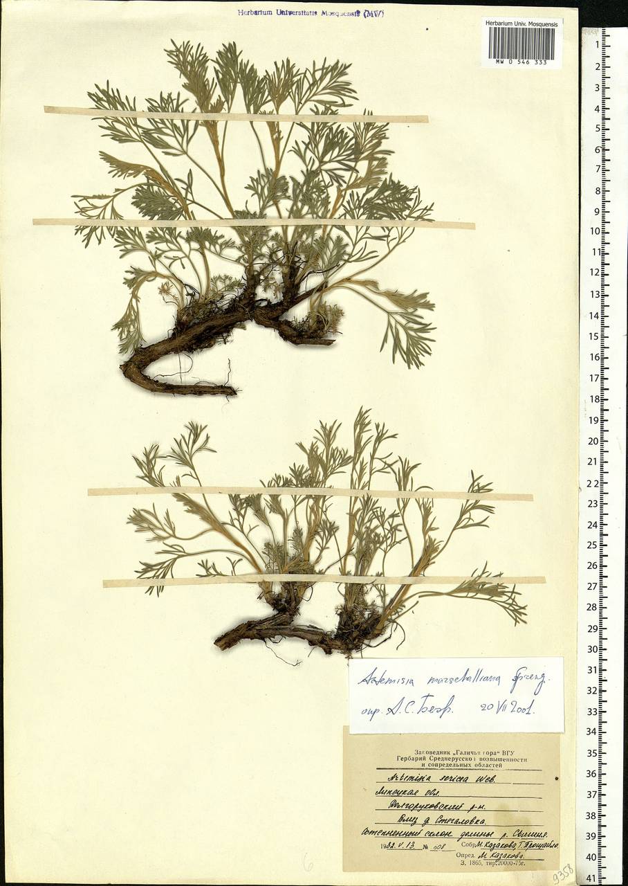 Artemisia marschalliana Spreng., Eastern Europe, Central forest-and-steppe region (E6) (Russia)