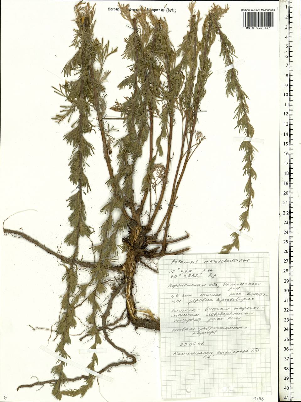 Artemisia marschalliana Spreng., Eastern Europe, Central forest-and-steppe region (E6) (Russia)