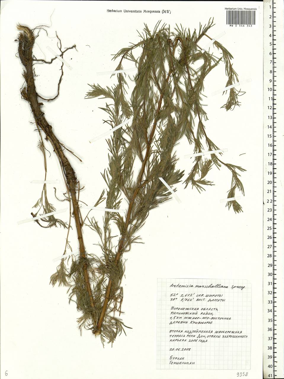 Artemisia marschalliana Spreng., Eastern Europe, Central forest-and-steppe region (E6) (Russia)