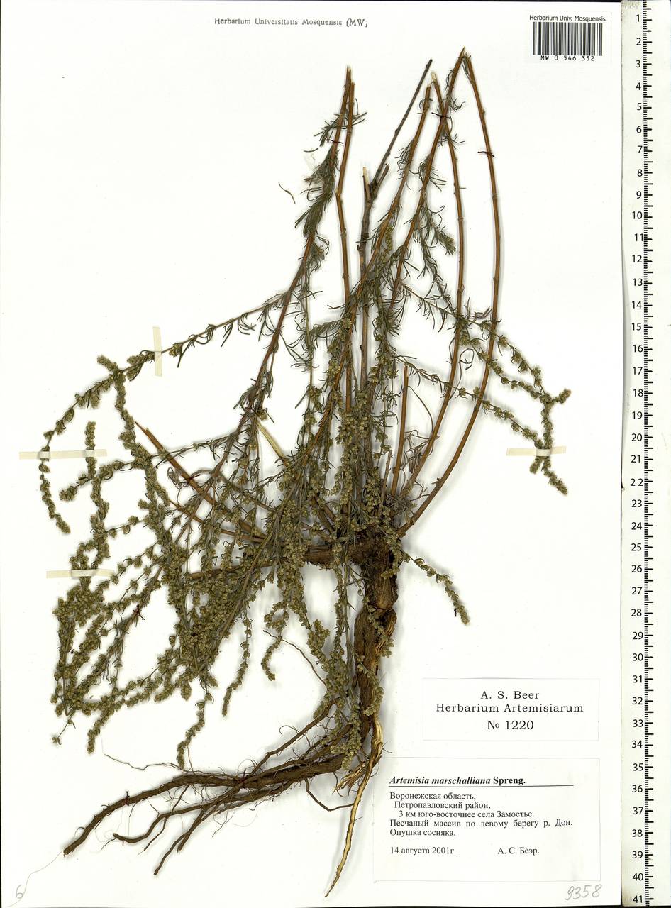 Artemisia marschalliana Spreng., Eastern Europe, Central forest-and-steppe region (E6) (Russia)