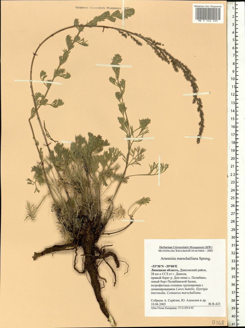 Artemisia marschalliana Spreng., Eastern Europe, Central forest-and-steppe region (E6) (Russia)