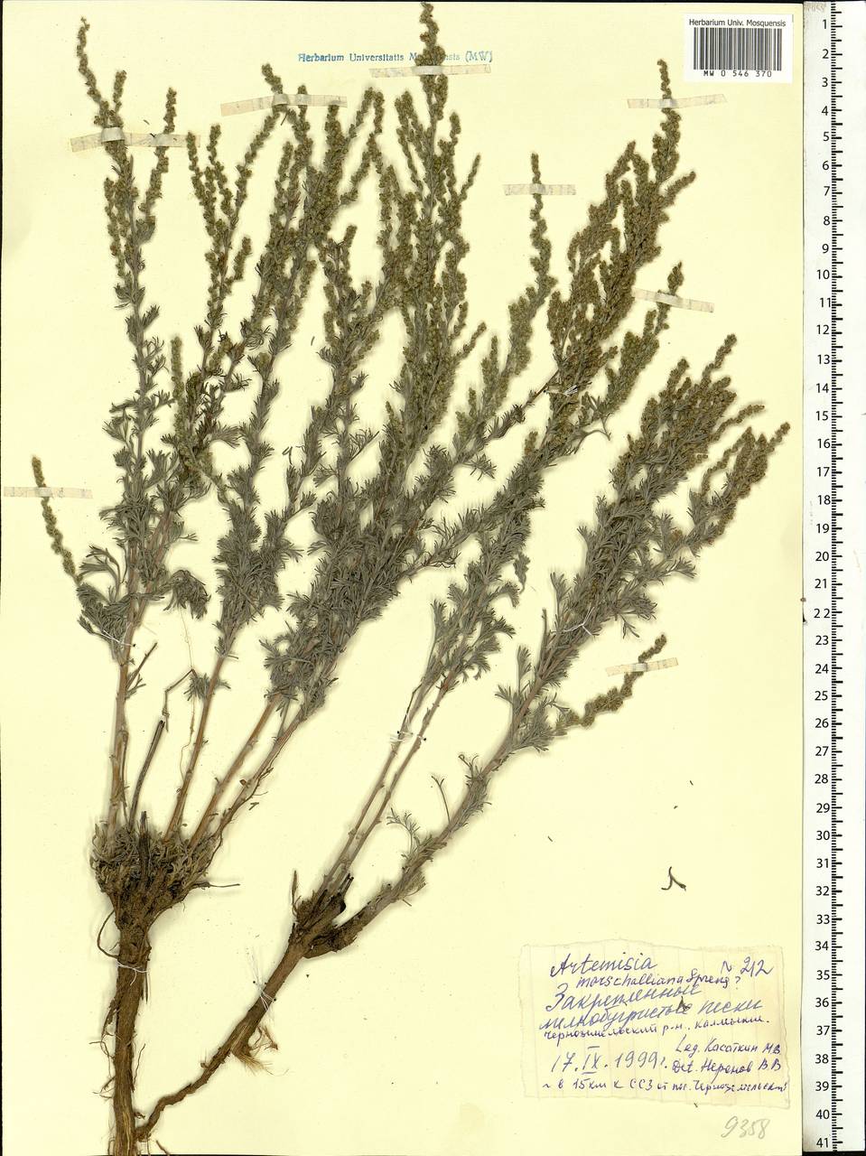 Artemisia marschalliana Spreng., Eastern Europe, Lower Volga region (E9) (Russia)