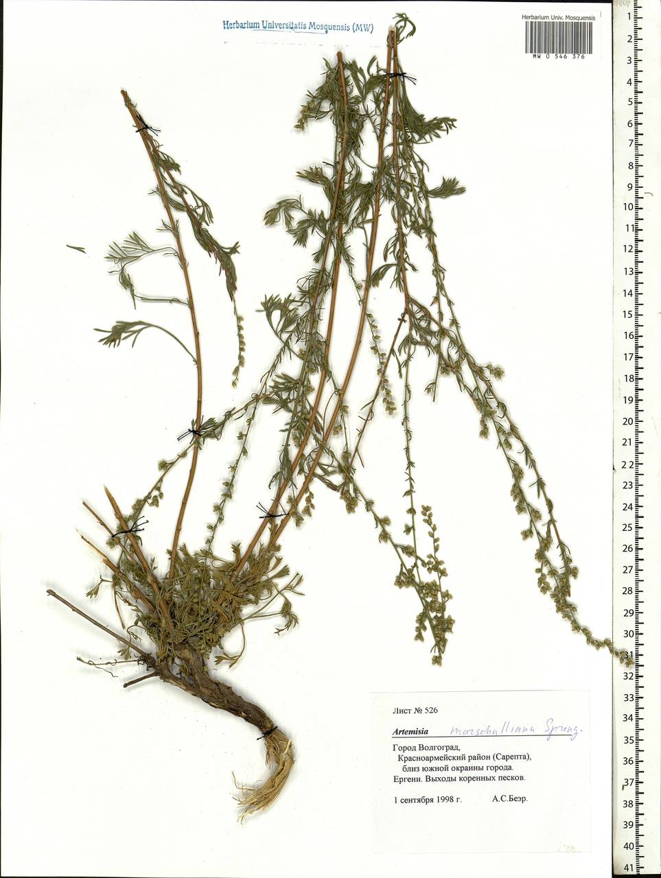 Artemisia marschalliana Spreng., Eastern Europe, Lower Volga region (E9) (Russia)