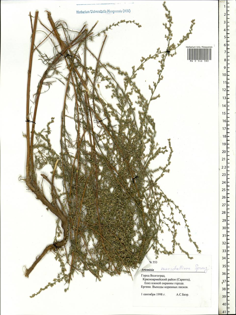 Artemisia marschalliana Spreng., Eastern Europe, Lower Volga region (E9) (Russia)