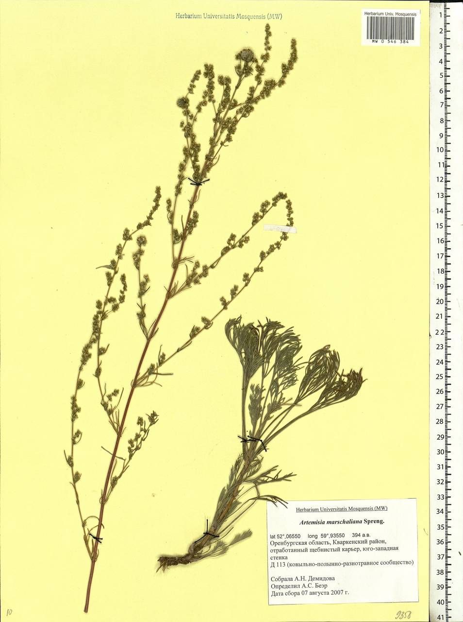 Artemisia marschalliana Spreng., Eastern Europe, Eastern region (E10) (Russia)