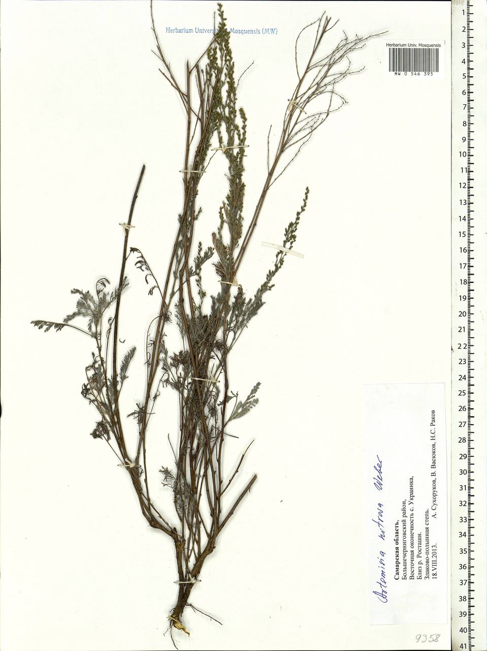 Artemisia nitrosa Weber ex Stechm., Eastern Europe, Middle Volga region (E8) (Russia)