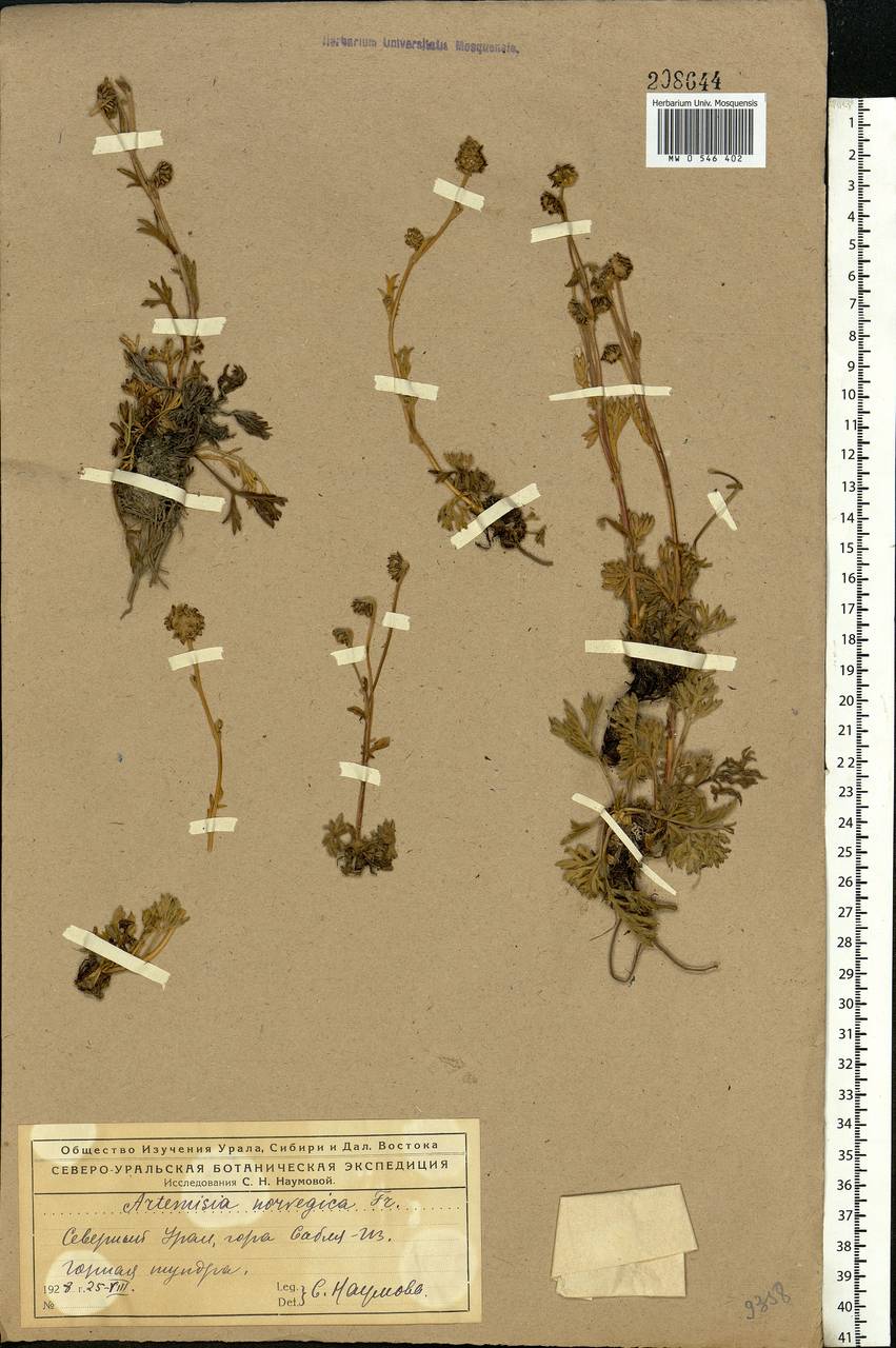 Artemisia norvegica Fr., Eastern Europe, Northern region (E1) (Russia)