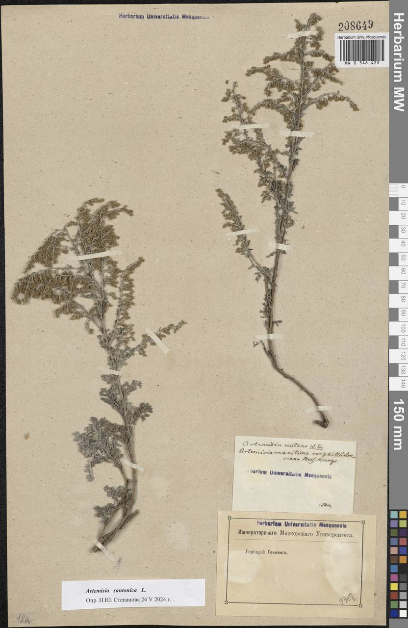 Artemisia caerulescens subsp. caerulescens, Eastern Europe, Rostov Oblast (E12a) (Russia)