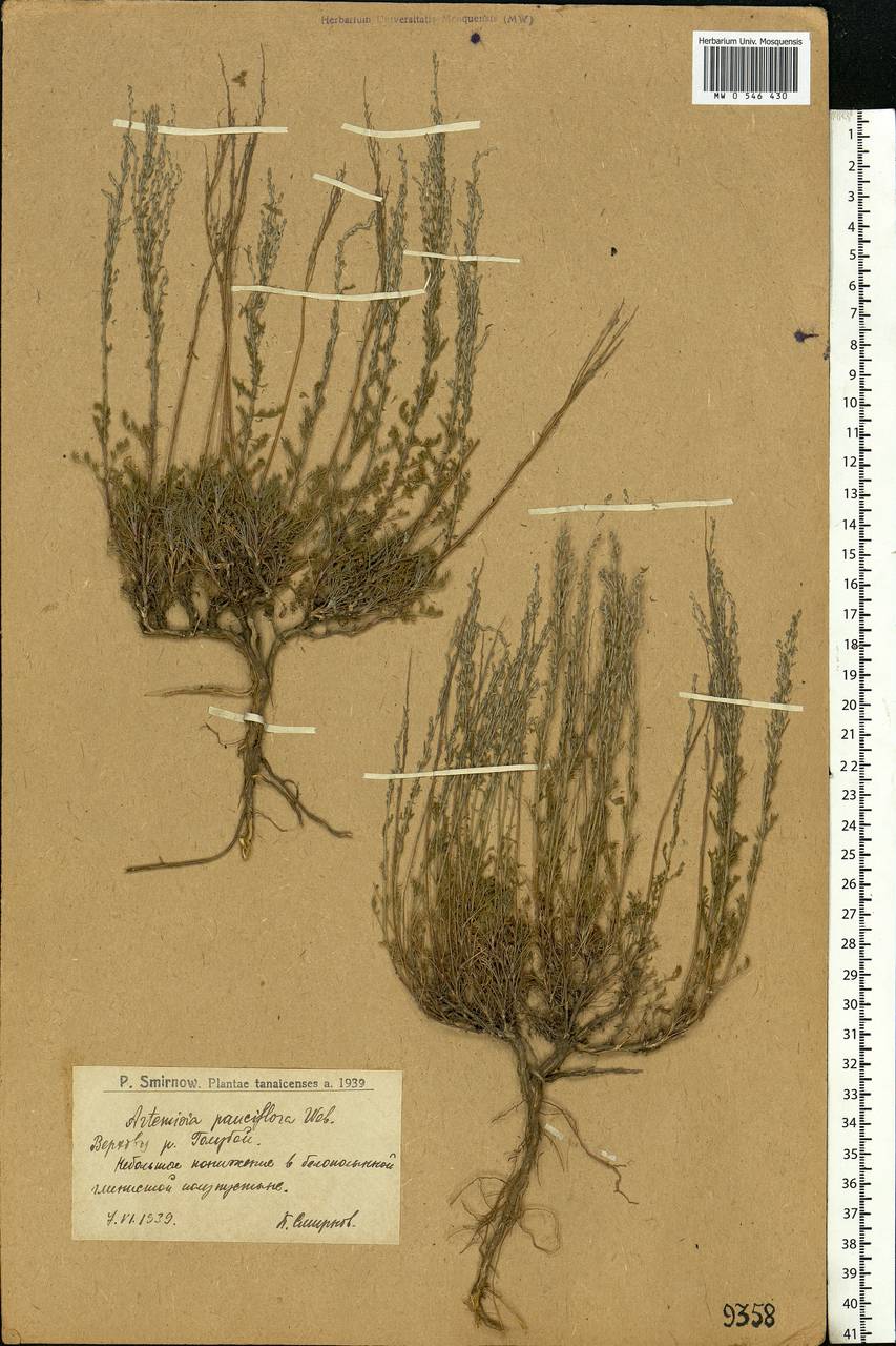 Artemisia pauciflora Weber, Eastern Europe, Lower Volga region (E9) (Russia)