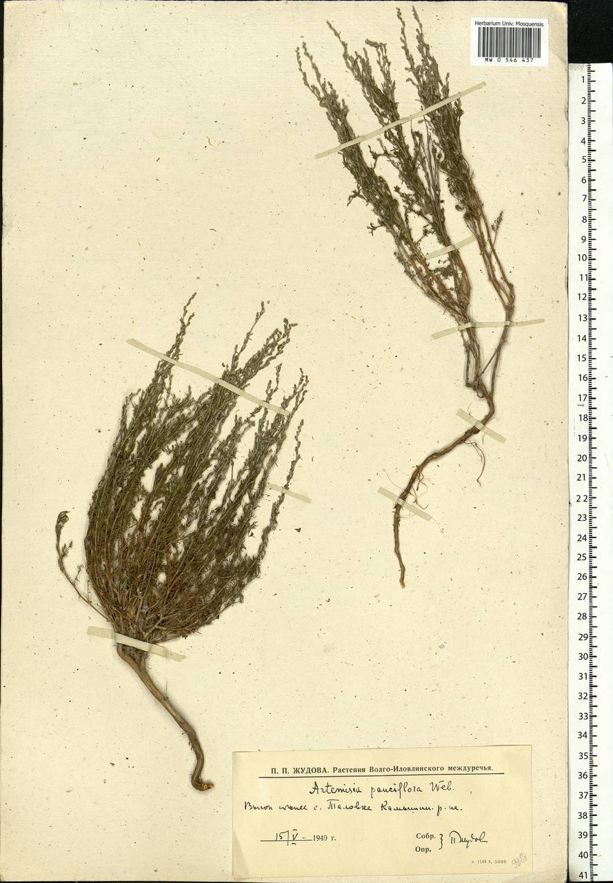 Artemisia pauciflora Weber, Eastern Europe, Lower Volga region (E9) (Russia)