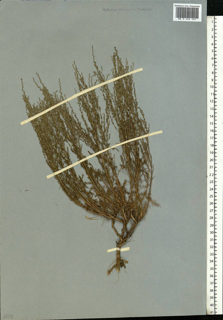 Artemisia pauciflora Weber, Eastern Europe, Lower Volga region (E9) (Russia)