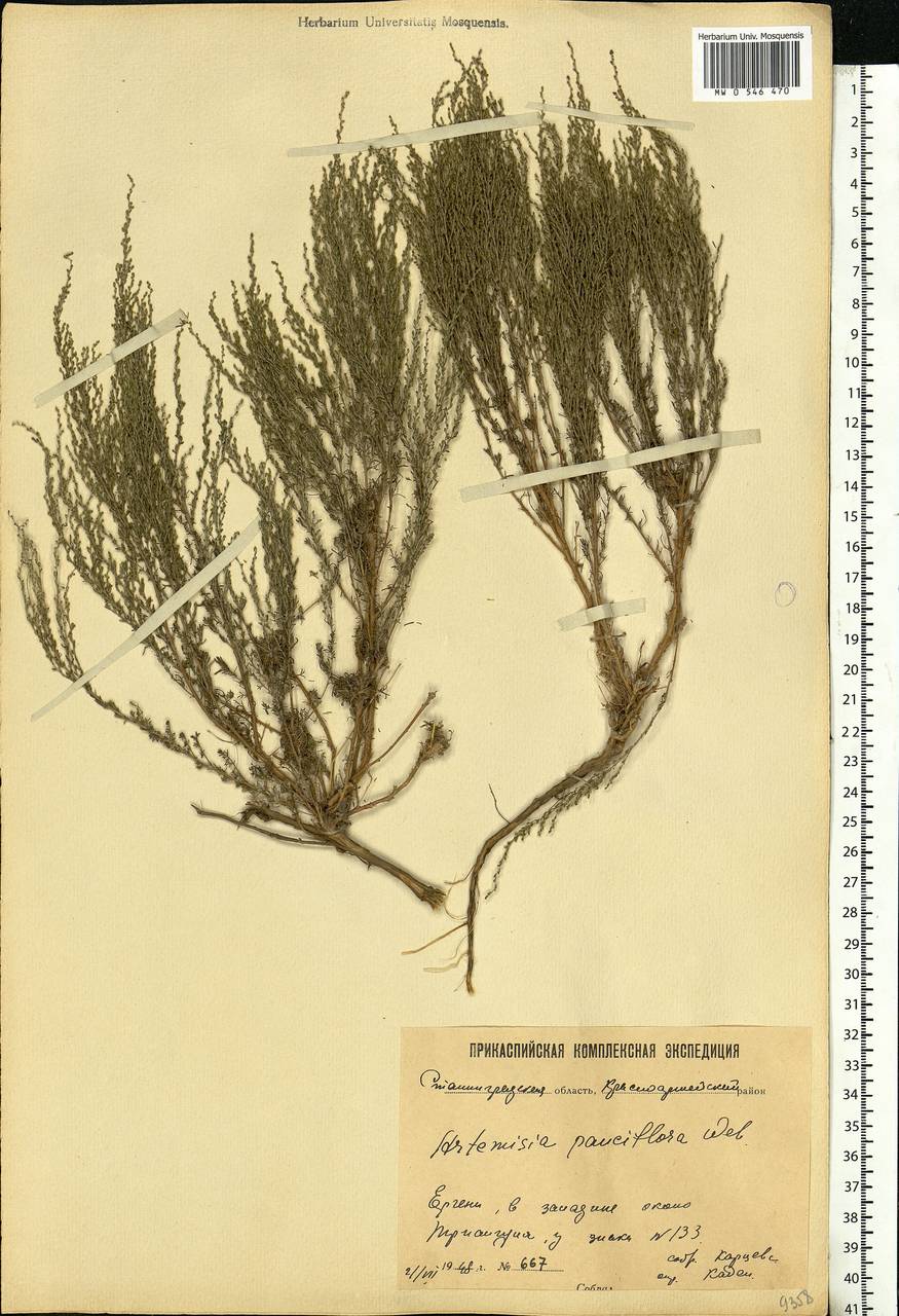 Artemisia pauciflora Weber, Eastern Europe, Lower Volga region (E9) (Russia)