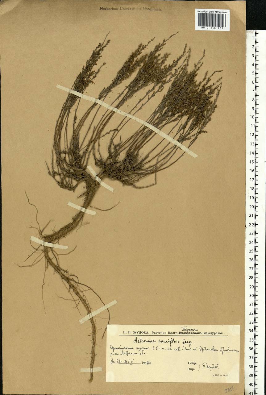 Artemisia pauciflora Weber, Eastern Europe, Lower Volga region (E9) (Russia)