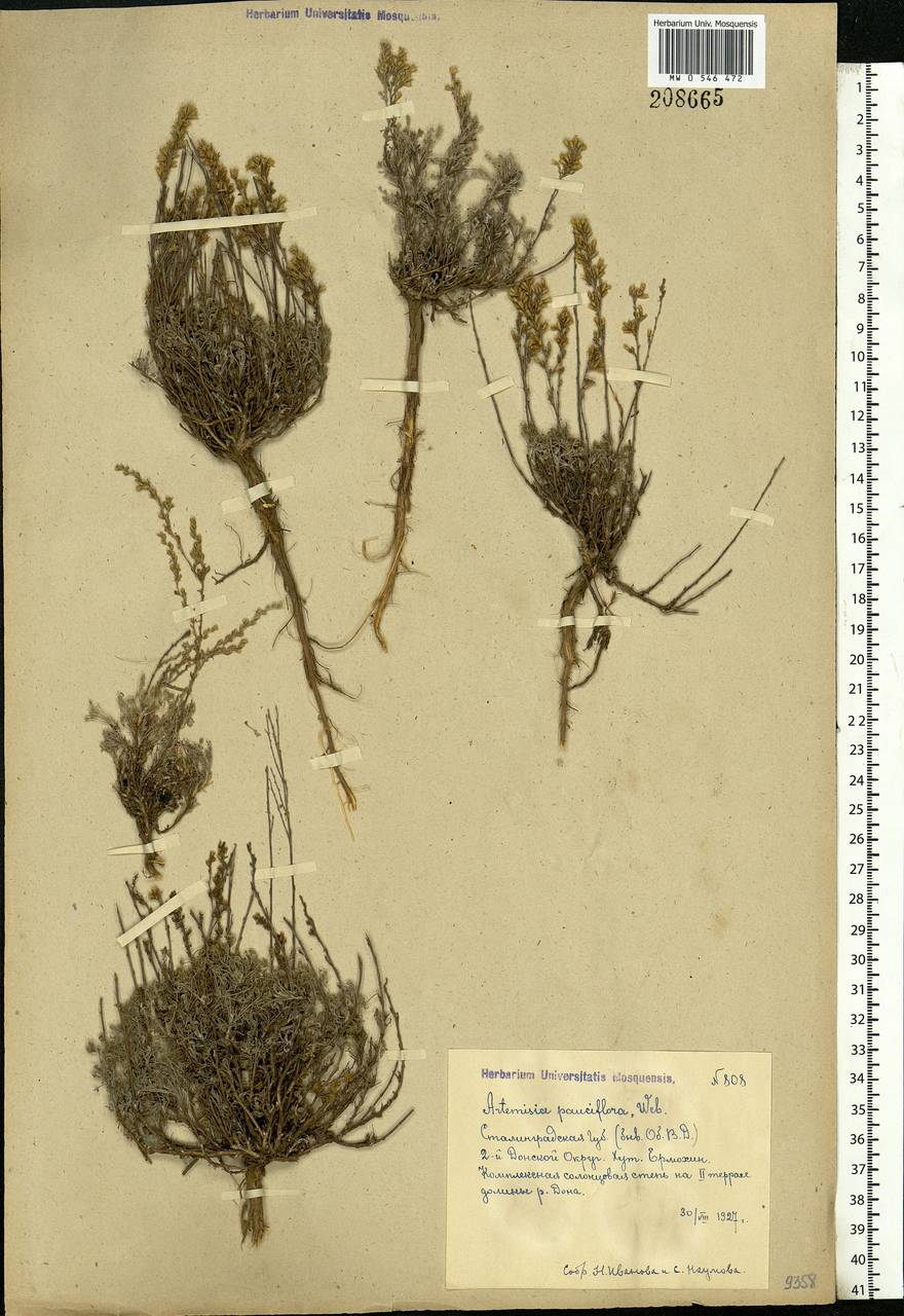 Artemisia pauciflora Weber, Eastern Europe, Lower Volga region (E9) (Russia)