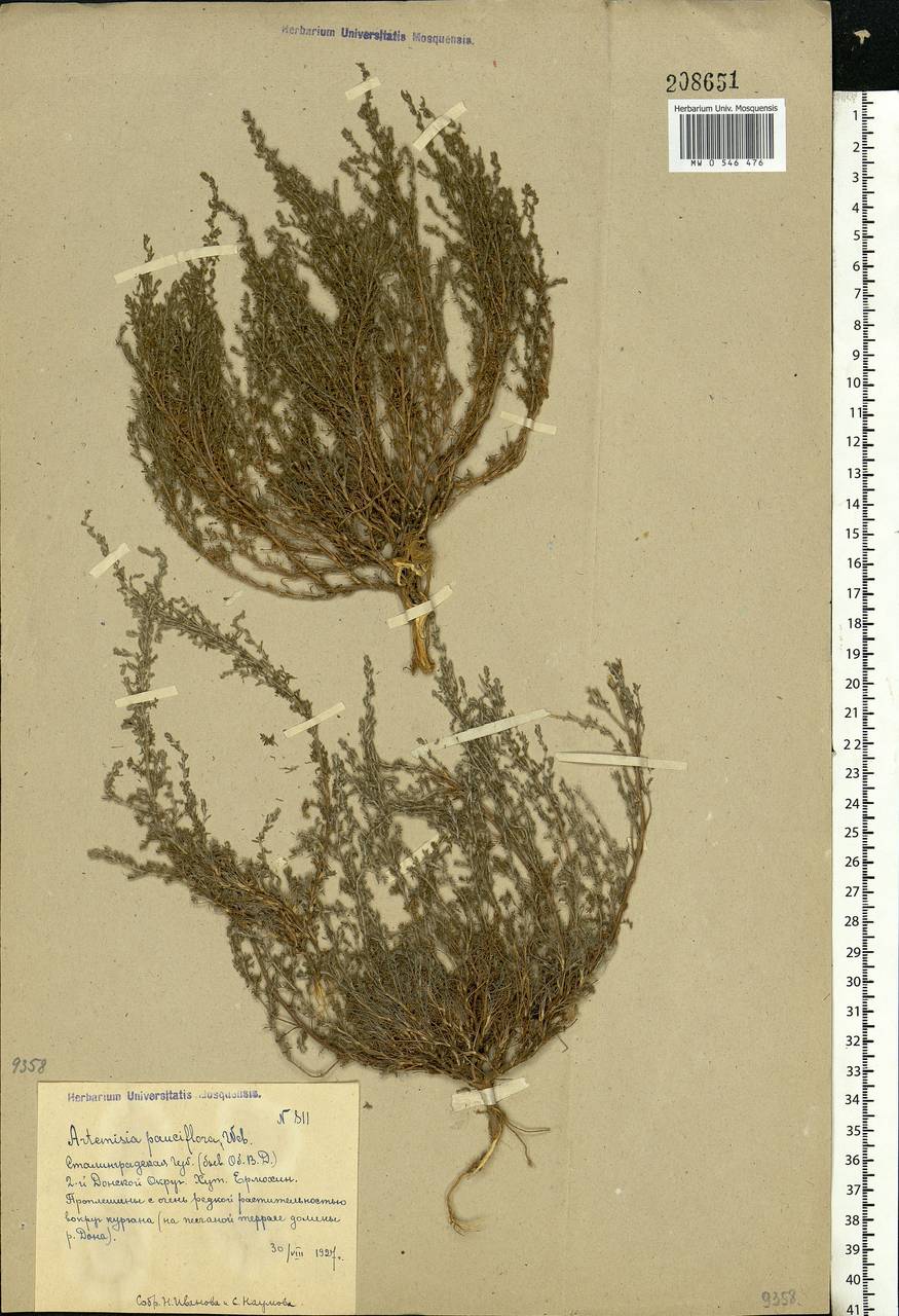Artemisia pauciflora Weber, Eastern Europe, Lower Volga region (E9) (Russia)