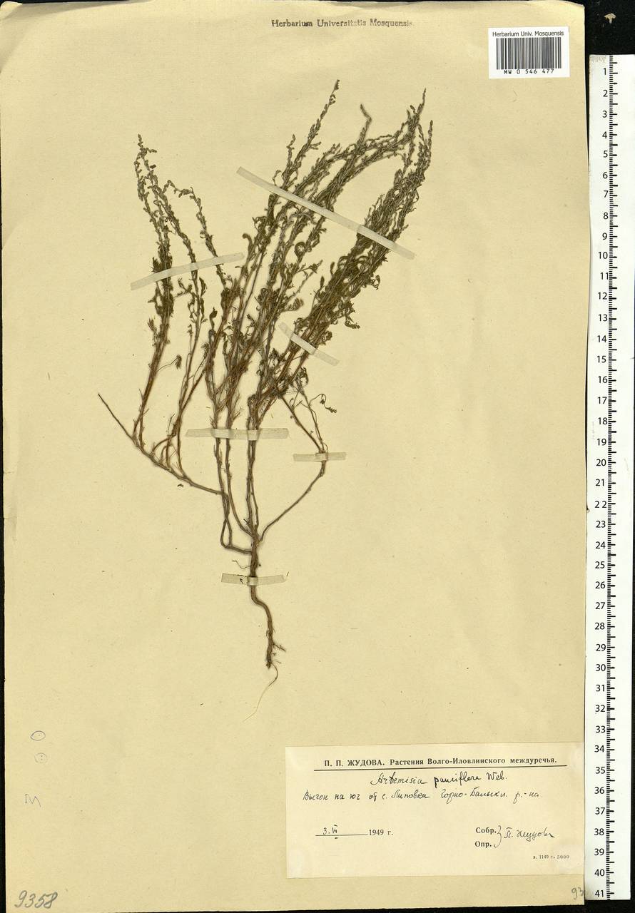 Artemisia pauciflora Weber, Eastern Europe, Lower Volga region (E9) (Russia)