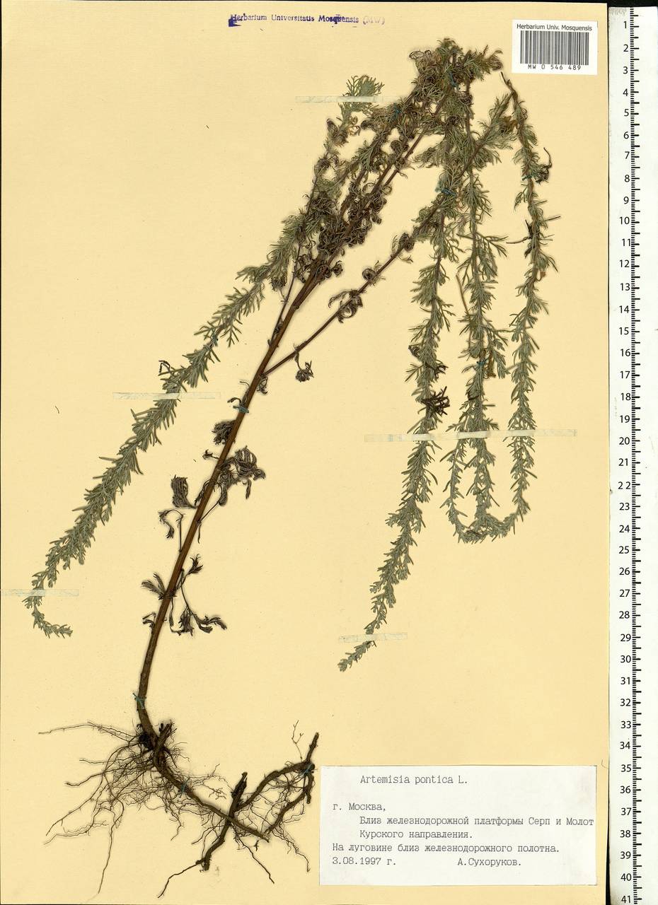 Artemisia pontica L., Eastern Europe, Moscow region (E4a) (Russia)