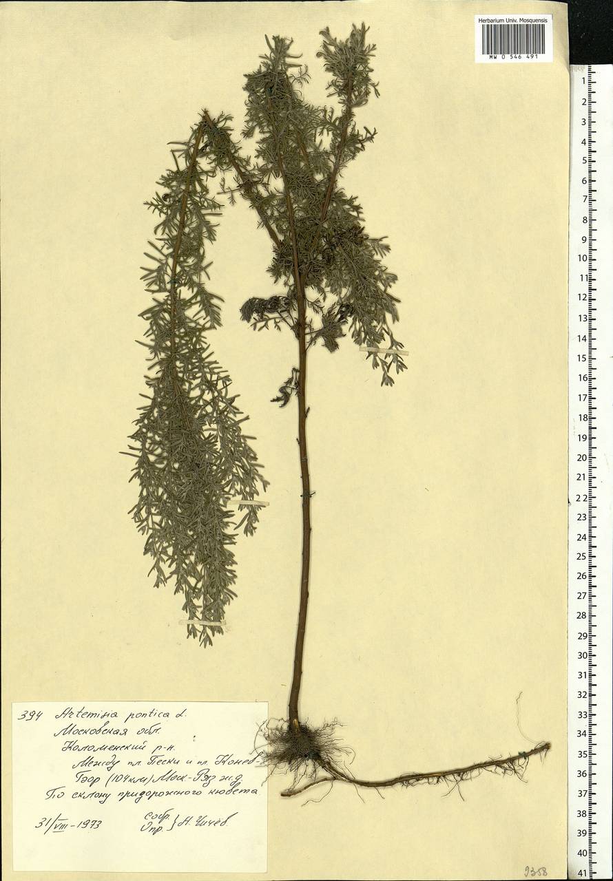Artemisia pontica L., Eastern Europe, Moscow region (E4a) (Russia)