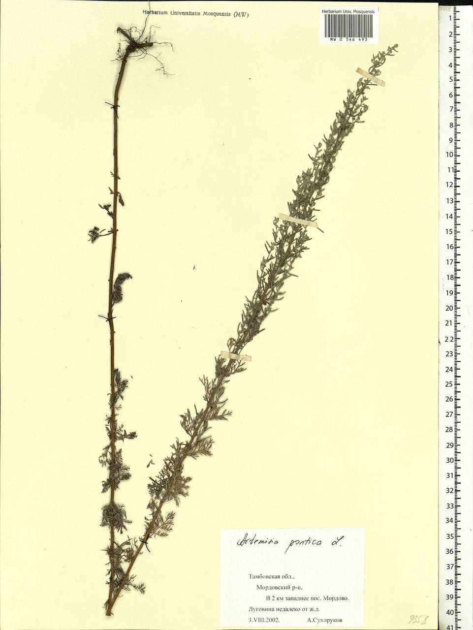 Artemisia pontica L., Eastern Europe, Central forest-and-steppe region (E6) (Russia)