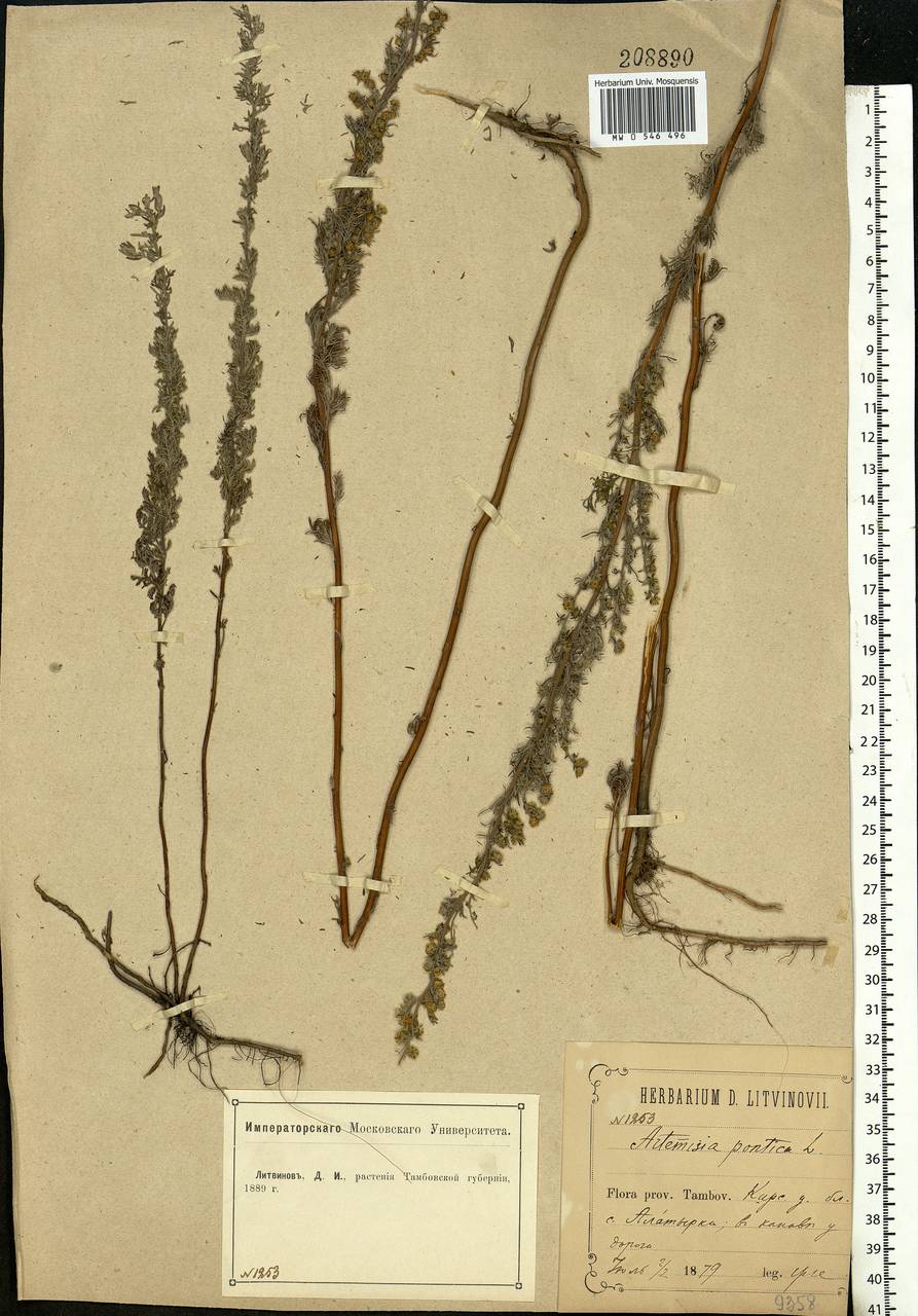 Artemisia pontica L., Eastern Europe, Central forest-and-steppe region (E6) (Russia)