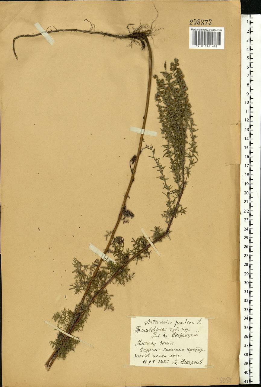 Artemisia pontica L., Eastern Europe, Central forest-and-steppe region (E6) (Russia)