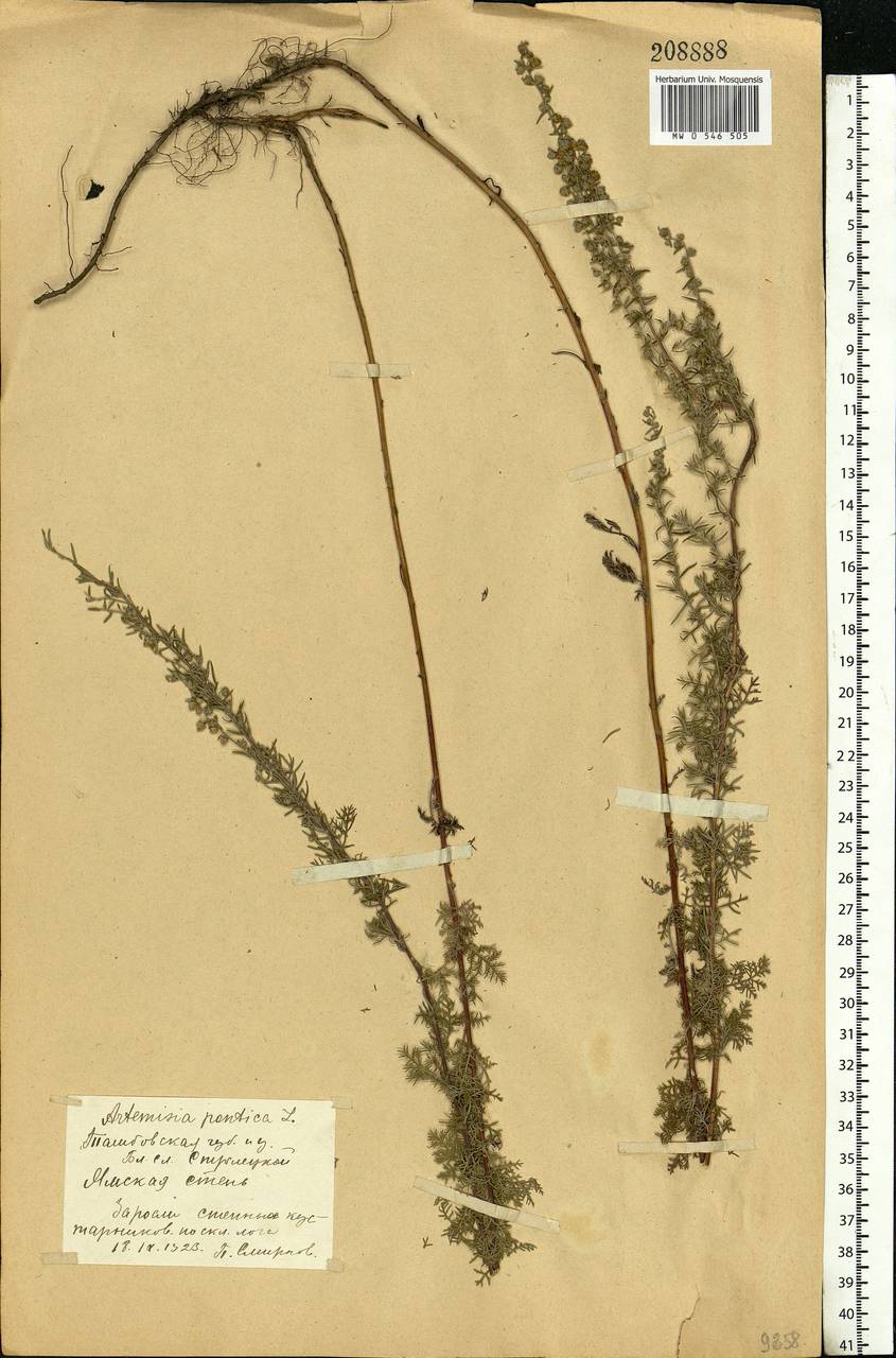 Artemisia pontica L., Eastern Europe, Central forest-and-steppe region (E6) (Russia)