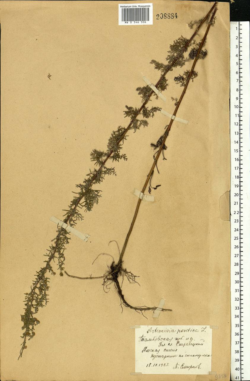 Artemisia pontica L., Eastern Europe, Central forest-and-steppe region (E6) (Russia)