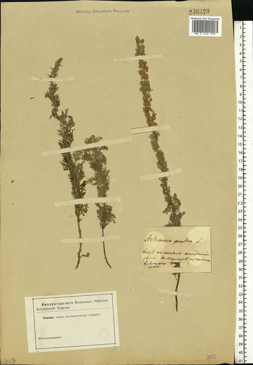 Artemisia pontica L., Eastern Europe, Central forest-and-steppe region (E6) (Russia)