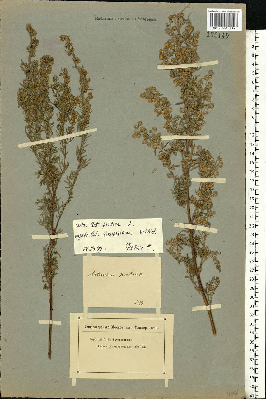 Artemisia pontica L., Eastern Europe, Middle Volga region (E8) (Russia)