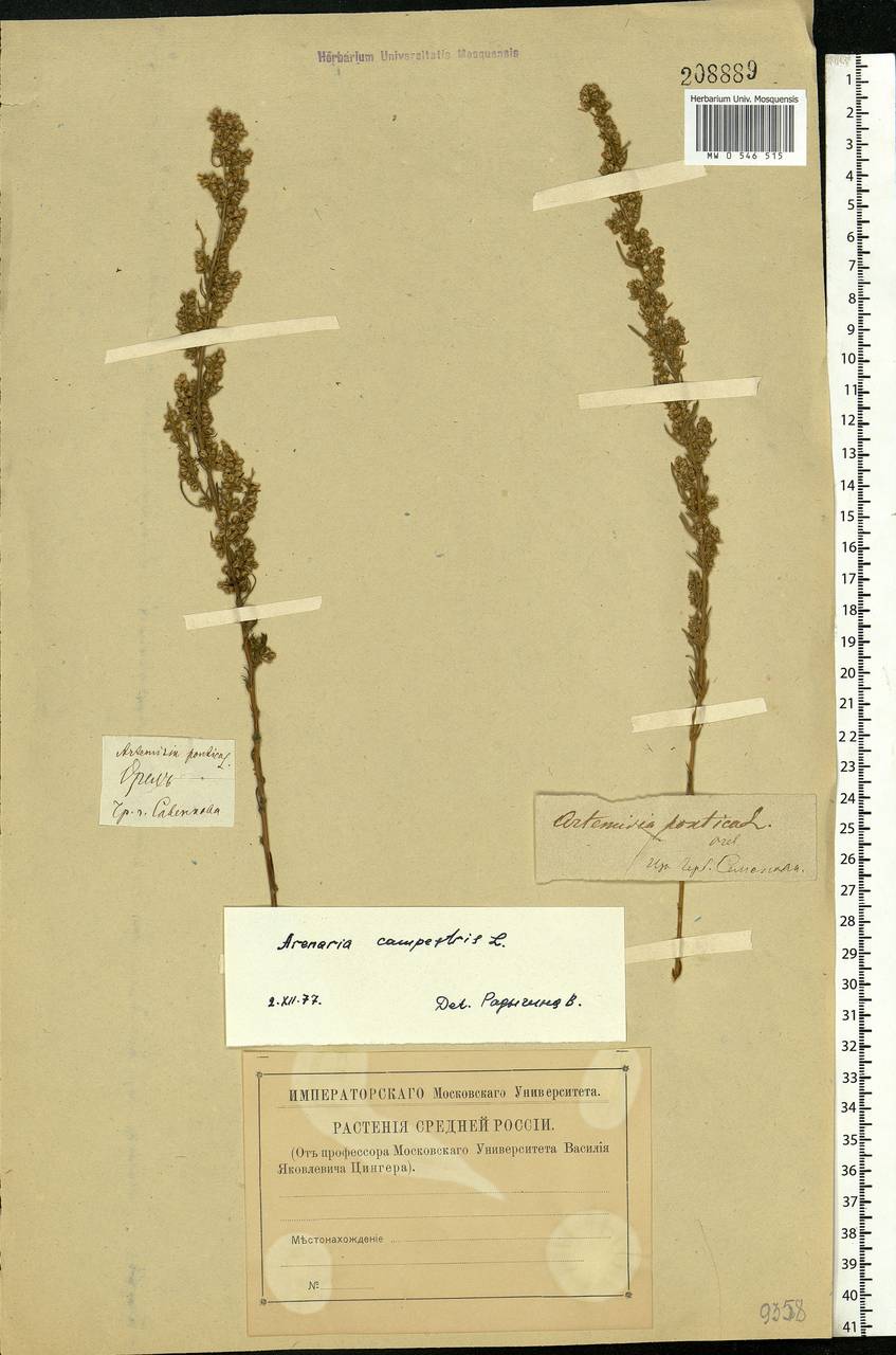 Artemisia pontica L., Eastern Europe, Central forest-and-steppe region (E6) (Russia)