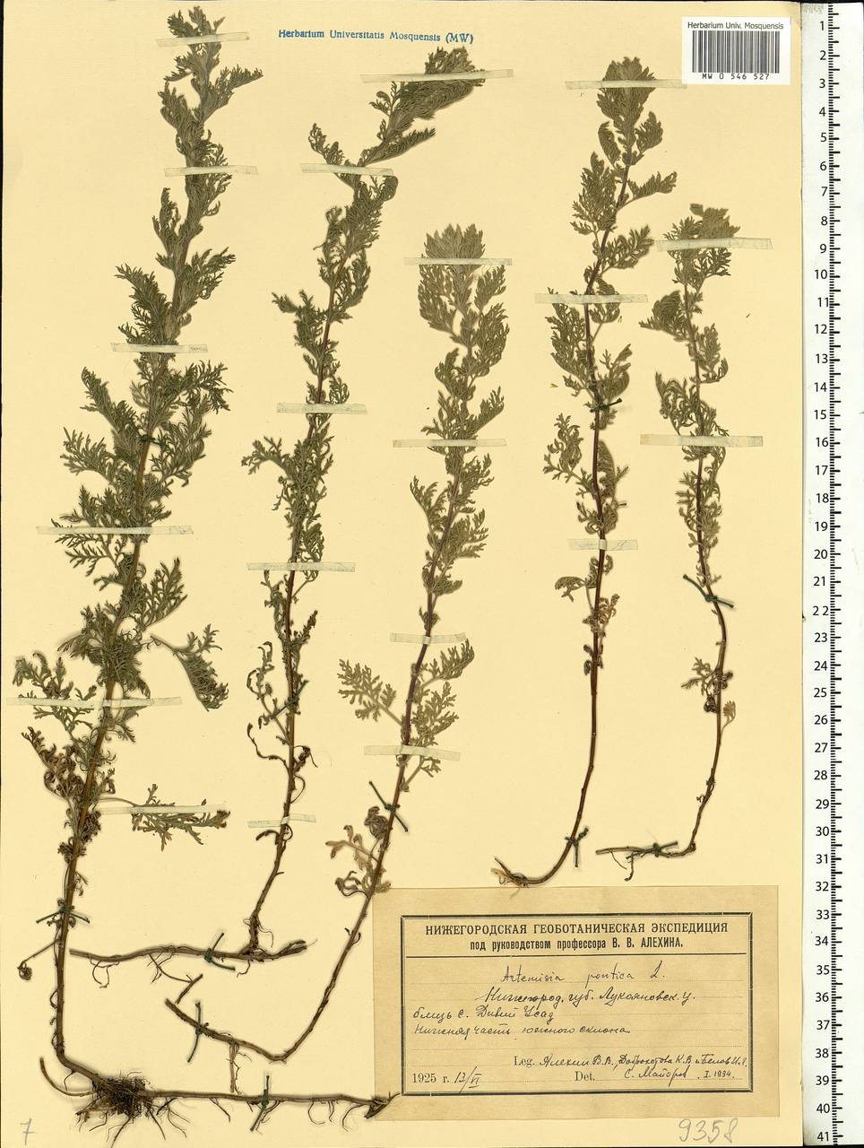 Artemisia pontica L., Eastern Europe, Volga-Kama region (E7) (Russia)