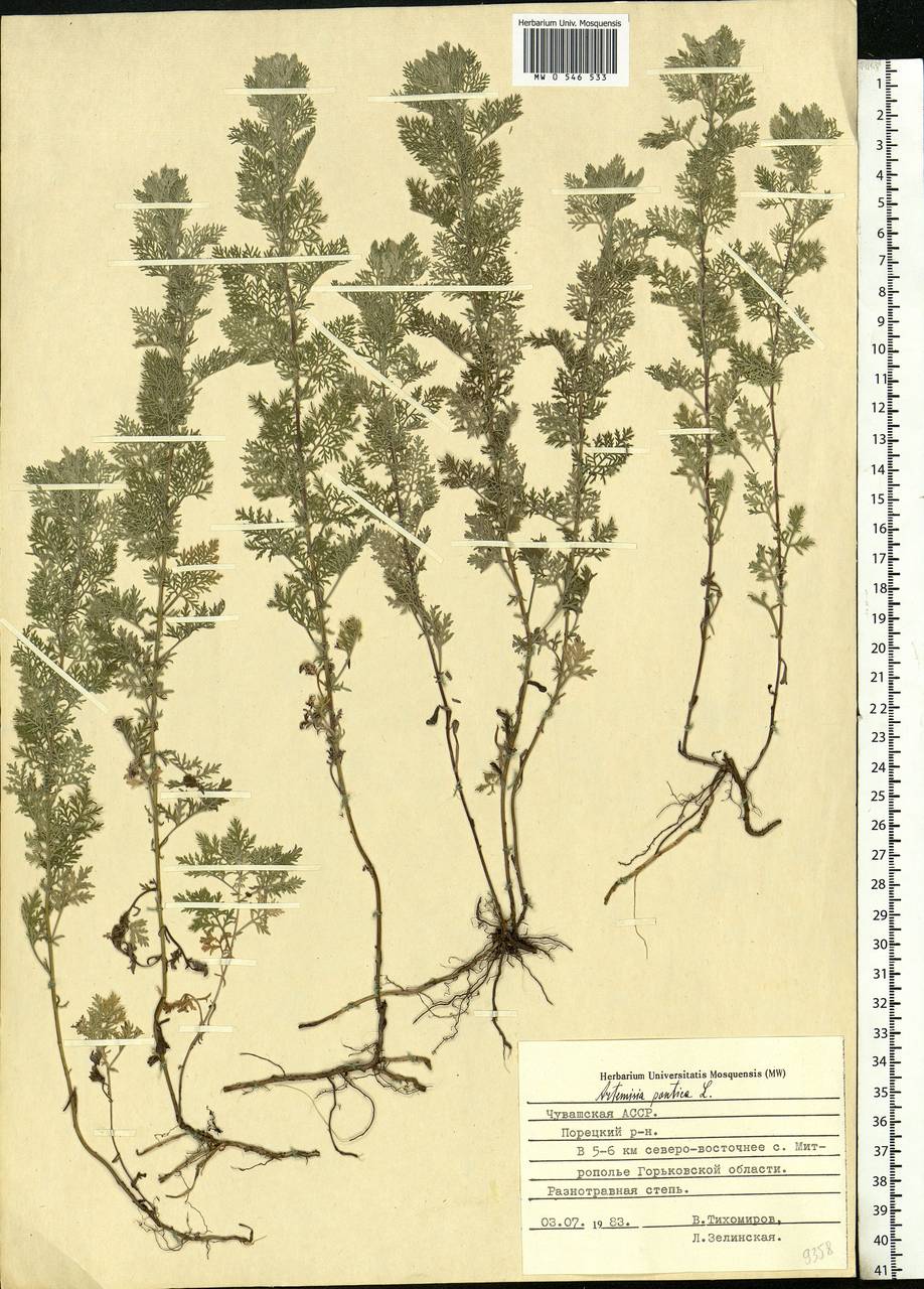 Artemisia pontica L., Eastern Europe, Middle Volga region (E8) (Russia)