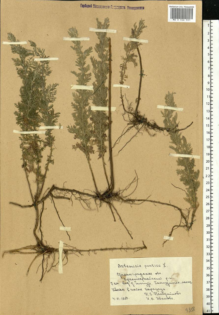 Artemisia pontica L., Eastern Europe, Lower Volga region (E9) (Russia)