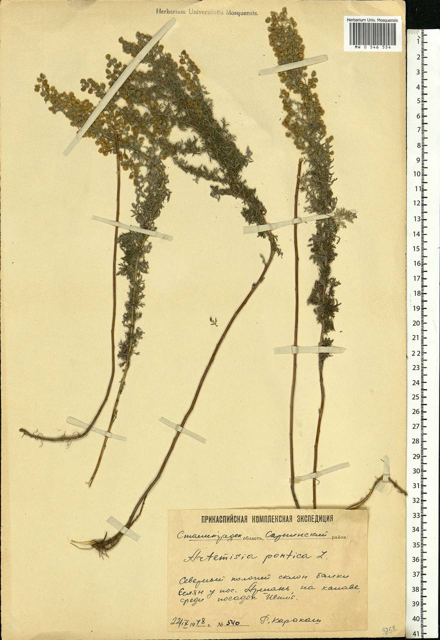 Artemisia pontica L., Eastern Europe, Lower Volga region (E9) (Russia)