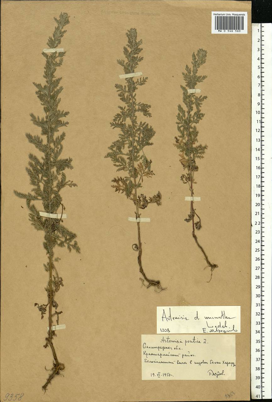 Artemisia pontica L., Eastern Europe, Lower Volga region (E9) (Russia)