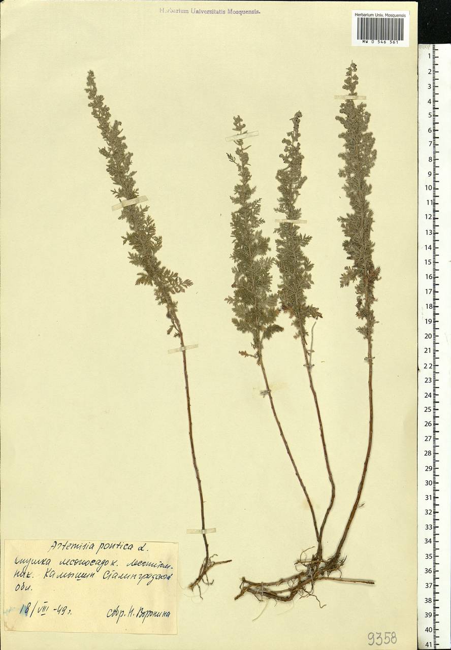 Artemisia pontica L., Eastern Europe, Lower Volga region (E9) (Russia)