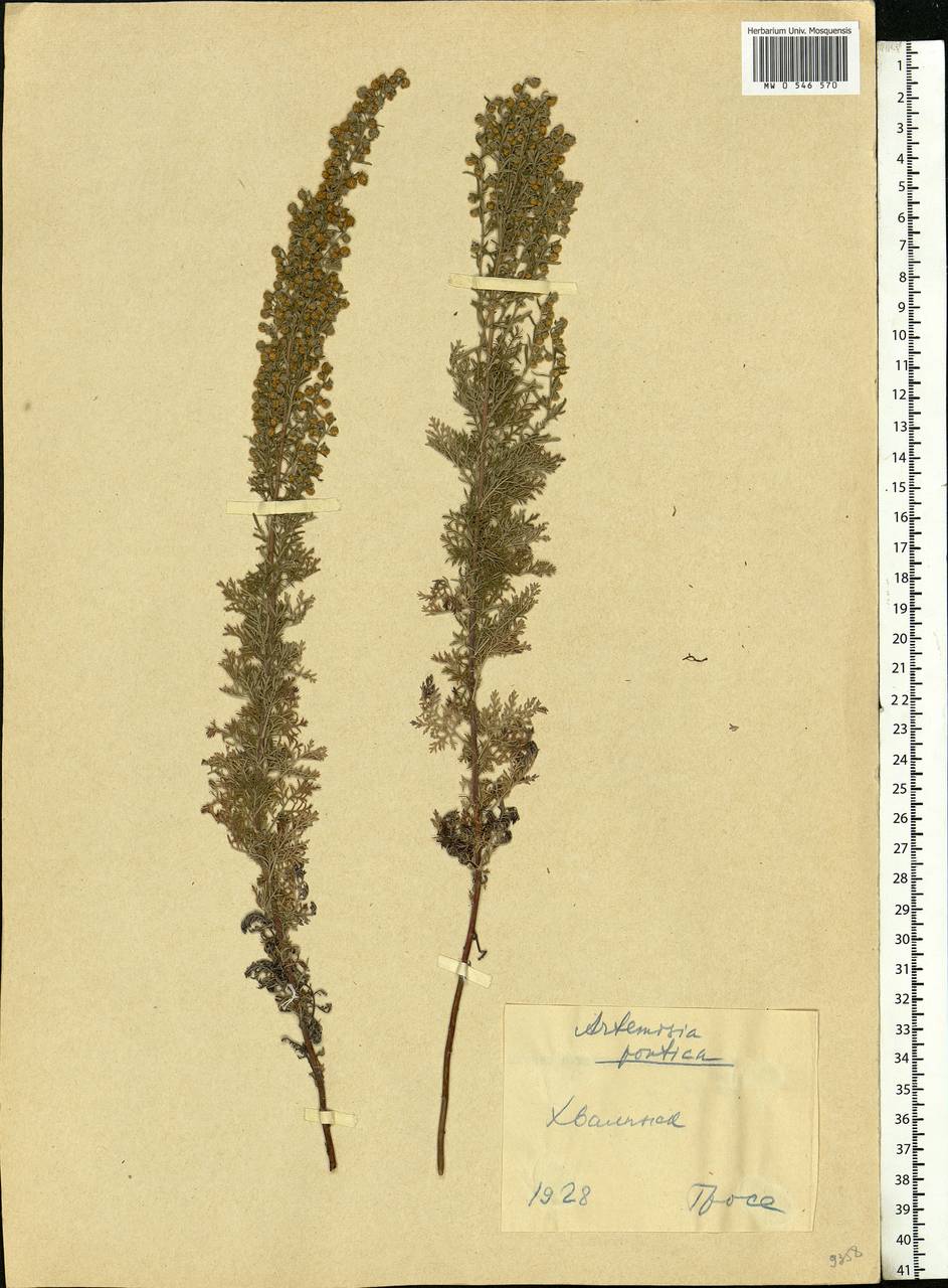 Artemisia pontica L., Eastern Europe, Lower Volga region (E9) (Russia)