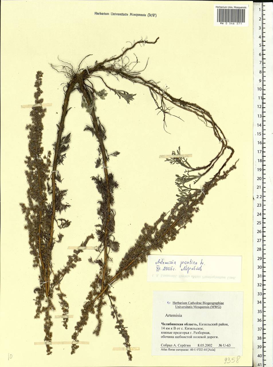 Artemisia pontica L., Eastern Europe, Eastern region (E10) (Russia)