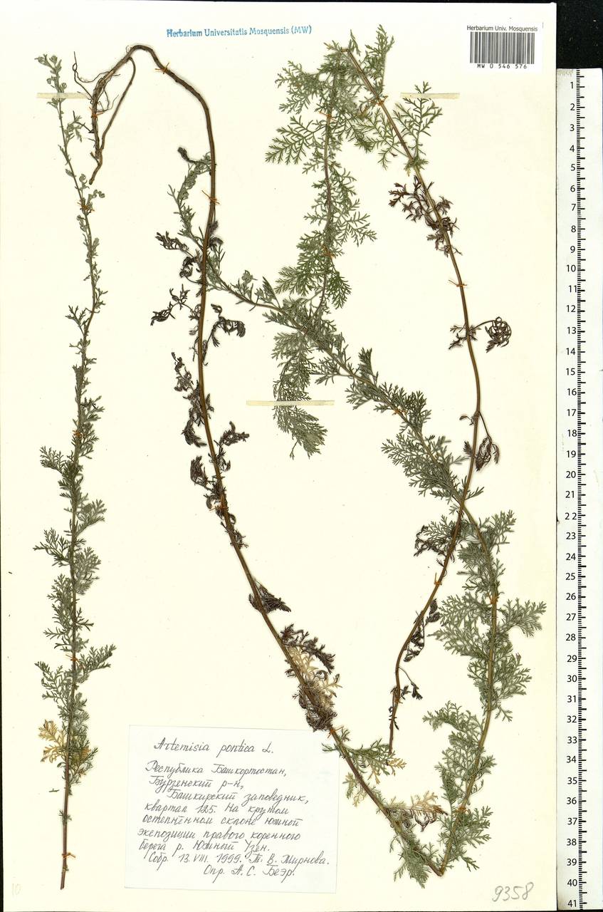 Artemisia pontica L., Eastern Europe, Eastern region (E10) (Russia)