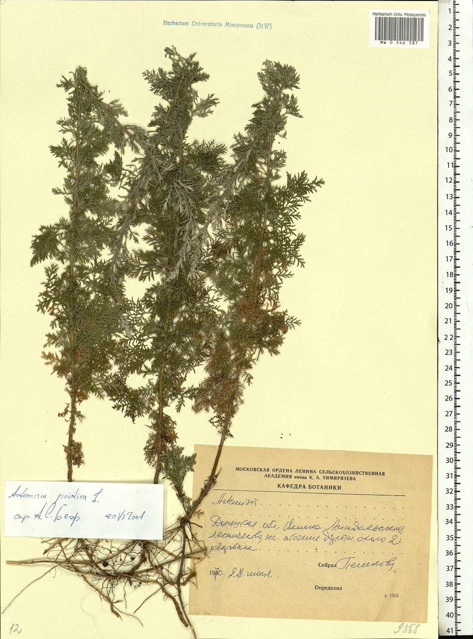 Artemisia pontica L., Eastern Europe, South Ukrainian region (E12) (Ukraine)