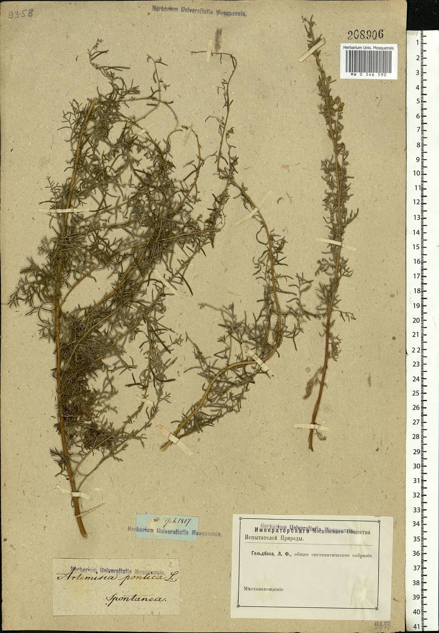 Artemisia pontica L., Eastern Europe, Rostov Oblast (E12a) (Russia)