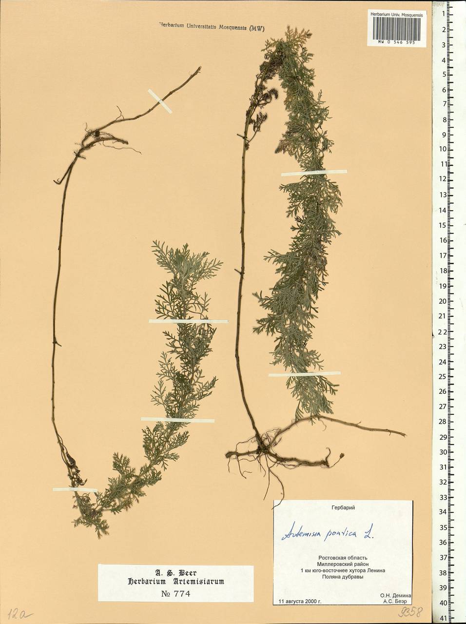 Artemisia pontica L., Eastern Europe, Rostov Oblast (E12a) (Russia)