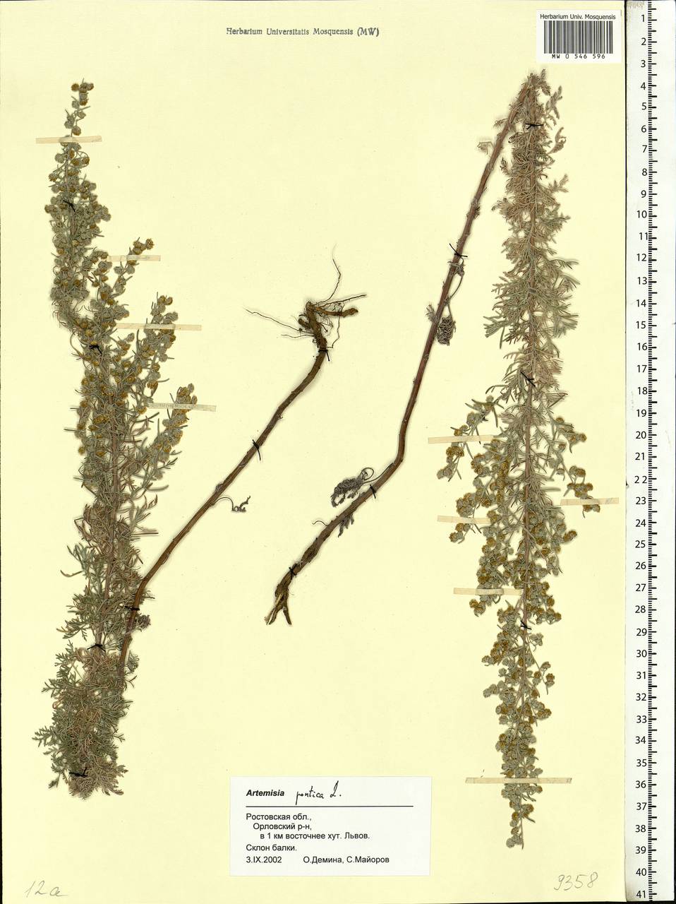 Artemisia pontica L., Eastern Europe, Rostov Oblast (E12a) (Russia)