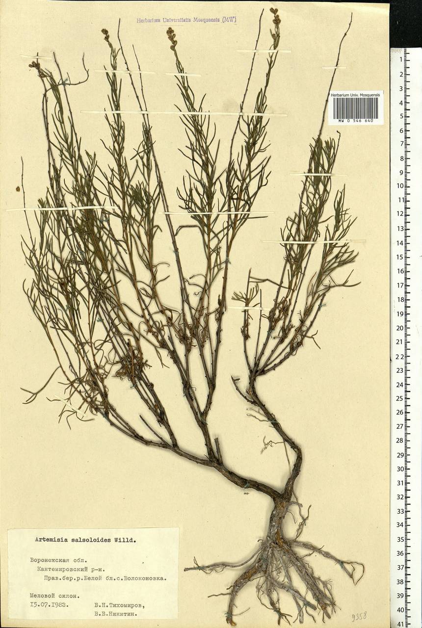 Artemisia salsoloides Willd., Eastern Europe, Central forest-and-steppe region (E6) (Russia)
