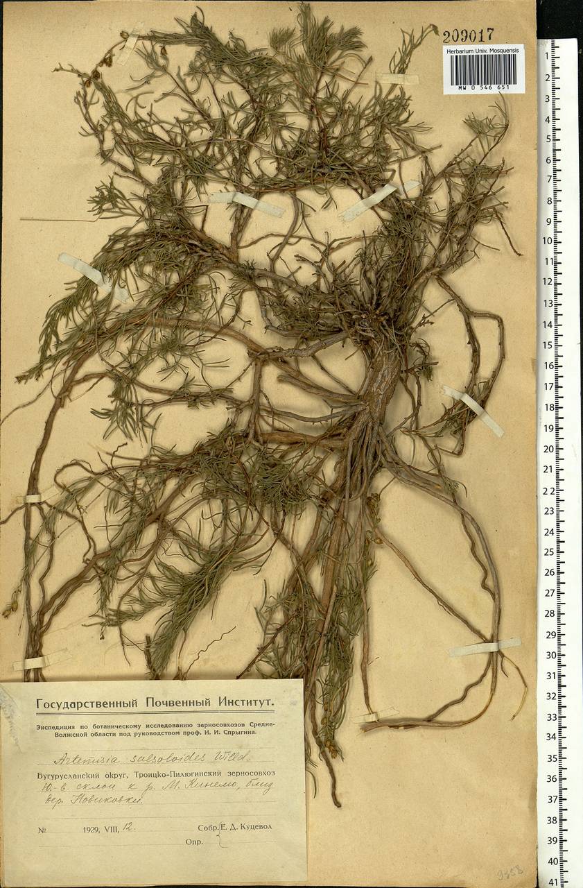 Artemisia salsoloides Willd., Eastern Europe, Eastern region (E10) (Russia)